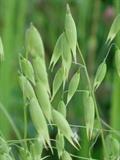oat 